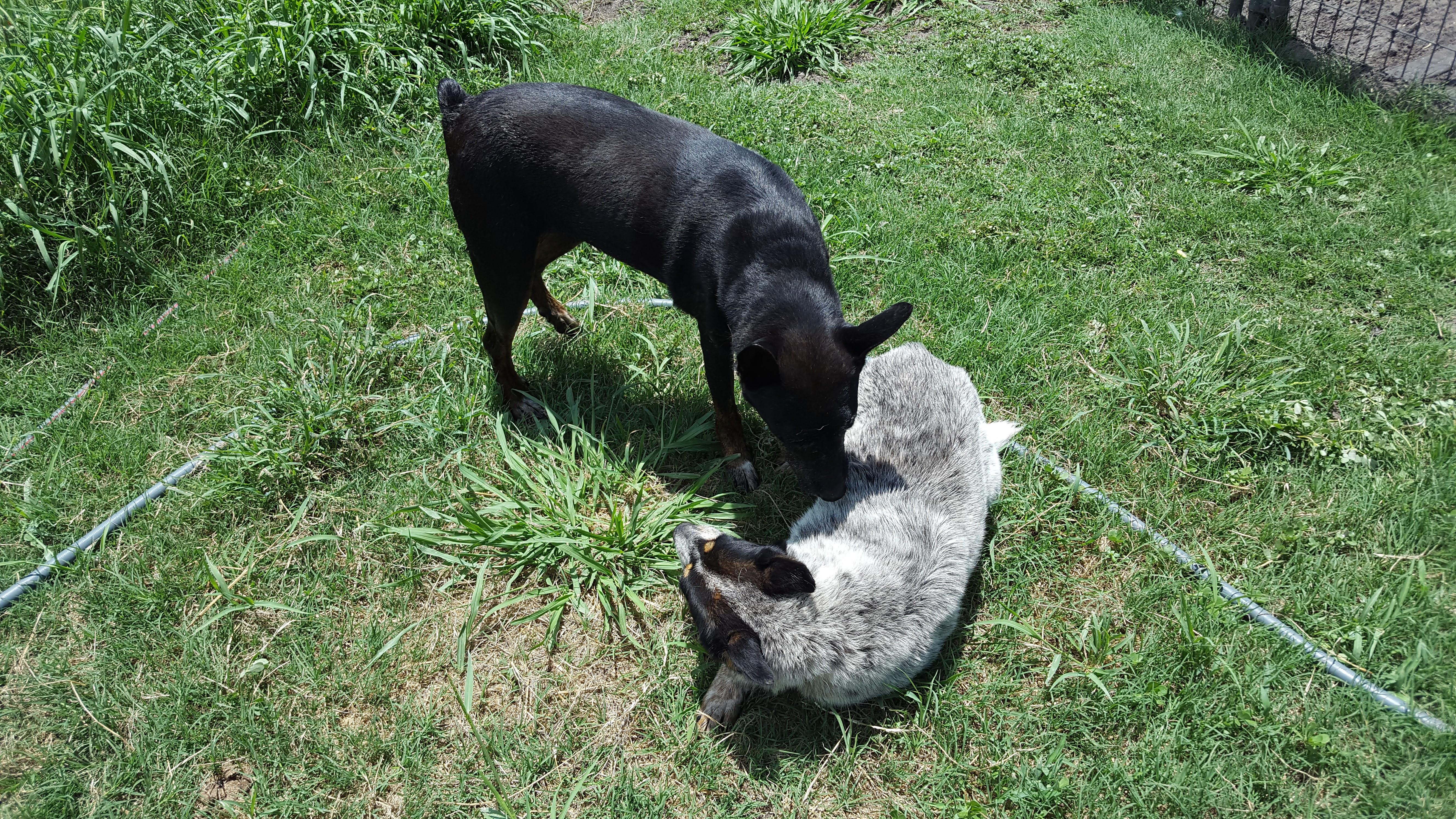 Casey (alpha female senior, special needs- age 14), an adoptable Australian Cattle Dog / Blue Heeler in Kaufman, TX, 75142 | Photo Image 1