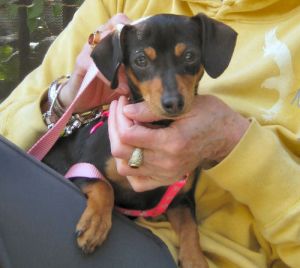 Daphne
