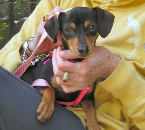 Daphne