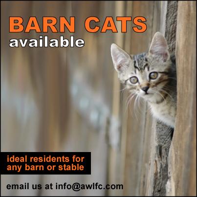 BARN BUDDIES, an adoptable Domestic Short Hair in Frederick, MD, 21701 | Photo Image 1