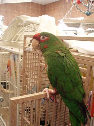 Rusty, an adoptable Conure in Northbrook, IL_image-1
