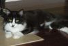 PRINCESS photo 2