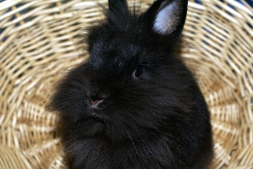 Nala, an adopted Lionhead Mix in Appleton, WI_image-1