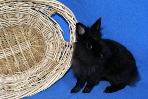 Nala, an adopted Lionhead Mix in Appleton, WI_image-2