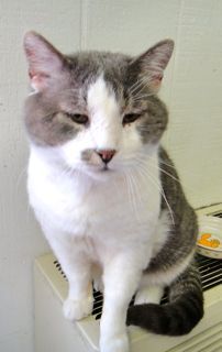 Dobie, an adoptable Domestic Short Hair in Lake George, NY, 12845 | Photo Image 1