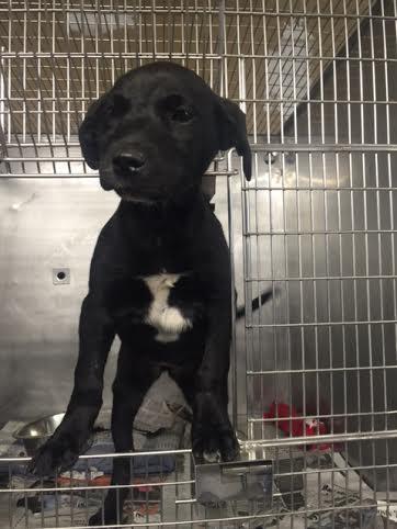 Loving Foster Families Needed!, an adoptable Labrador Retriever Mix in Plainfield, IL_image-3