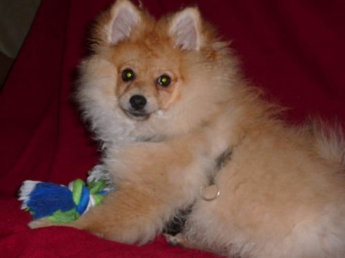 Wolfie - ADOPTED