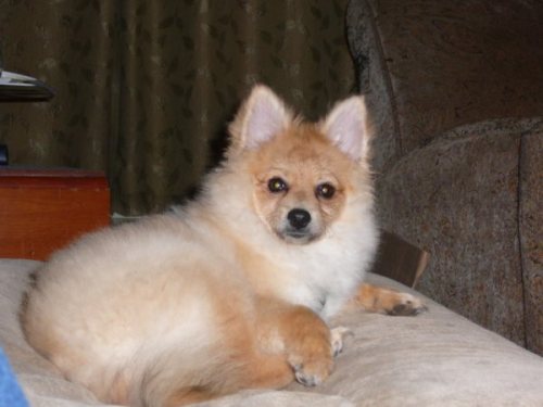 Wolfie - ADOPTED 2