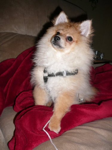 Wolfie - ADOPTED 3