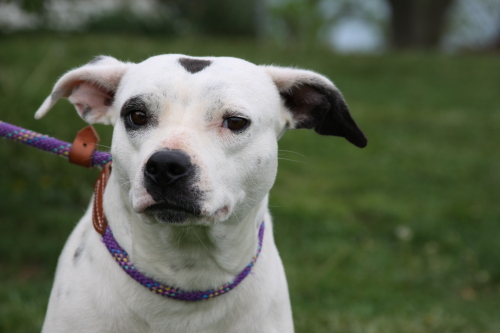 Mama, an adopted Terrier & Dalmatian Mix in Shippensburg, PA_image-1