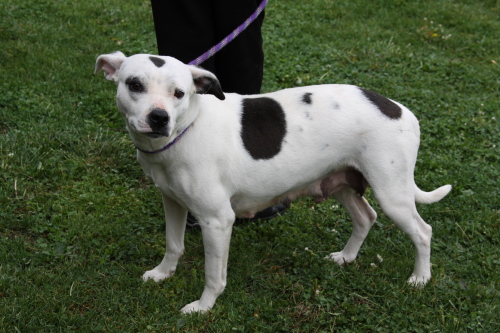 Mama, an adopted Terrier & Dalmatian Mix in Shippensburg, PA_image-3