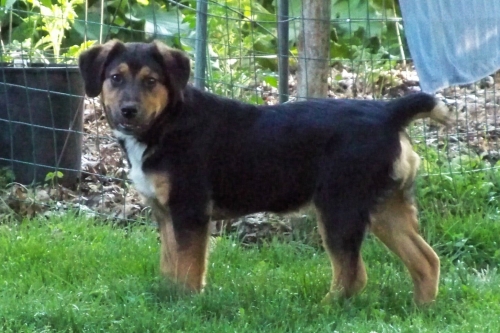 Hank 1