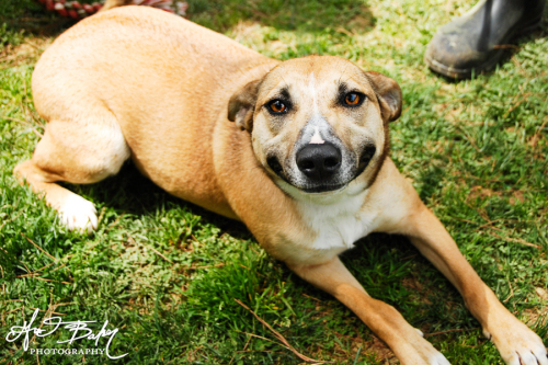 Ruby, an adopted German Shepherd Dog & Hound Mix in Atlanta, GA_image-2