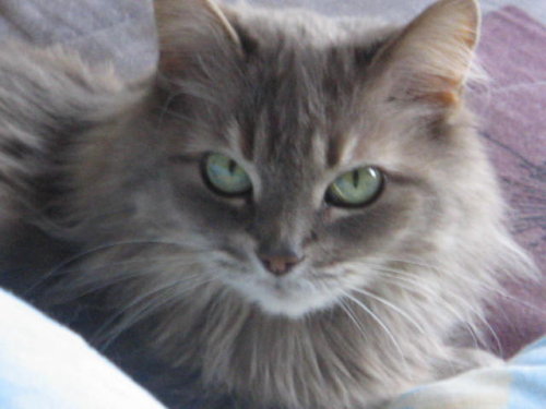 Cricket, an adopted Domestic Long Hair Mix in Lafayette, IN_image-1
