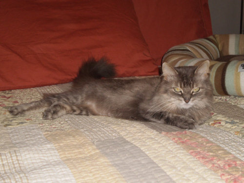 Cricket, an adopted Domestic Long Hair Mix in Lafayette, IN_image-2