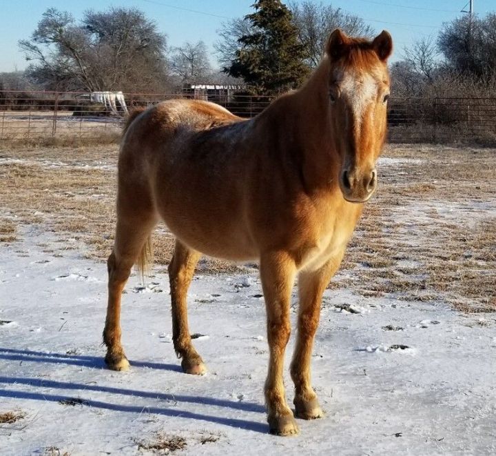 Emmett, an adoptable Pony in Sugar Land, TX_image-2