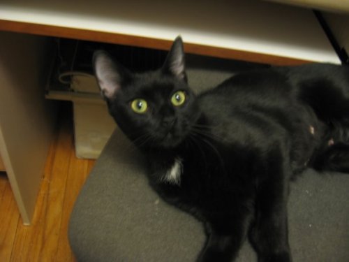 Star, an adoptable Domestic Short Hair, Extra-Toes Cat / Hemingway Polydactyl in South Plainfield, NJ, 07080 | Photo Image 1