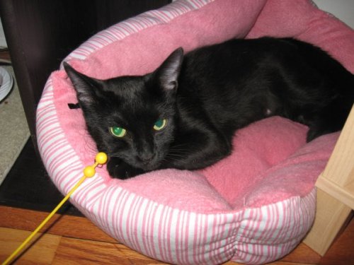 Star, an adoptable Domestic Short Hair, Extra-Toes Cat / Hemingway Polydactyl in South Plainfield, NJ, 07080 | Photo Image 2