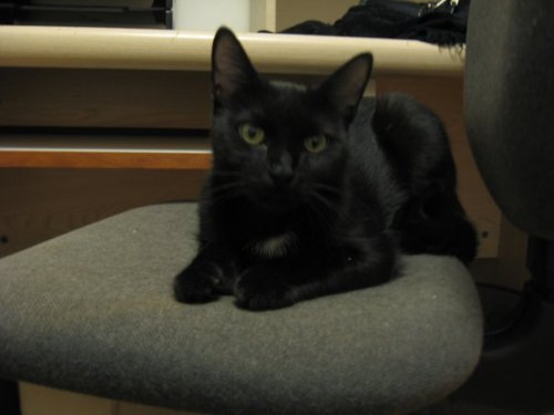 Star, an adoptable Domestic Short Hair, Extra-Toes Cat / Hemingway Polydactyl in South Plainfield, NJ, 07080 | Photo Image 3