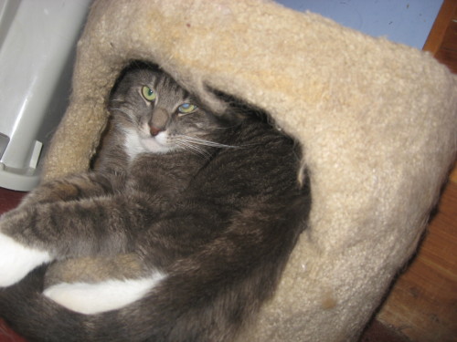 Norman, an adoptable Domestic Short Hair, Tiger in Coos Bay, OR, 97420 | Photo Image 1