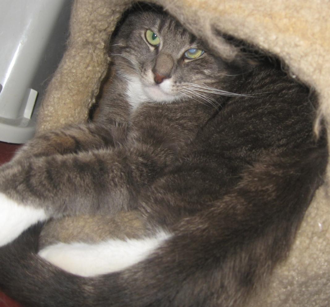 Norman, an adoptable Domestic Short Hair, Tiger in Coos Bay, OR, 97420 | Photo Image 3