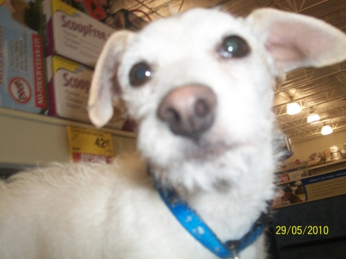 Lacey *Pending*, an adopted Jack Russell Terrier & Dachshund Mix in Millville, UT_image-3