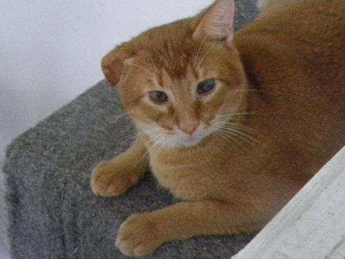 Bentley One, an adopted Abyssinian Mix in Briarcliff Manor, NY_image-1