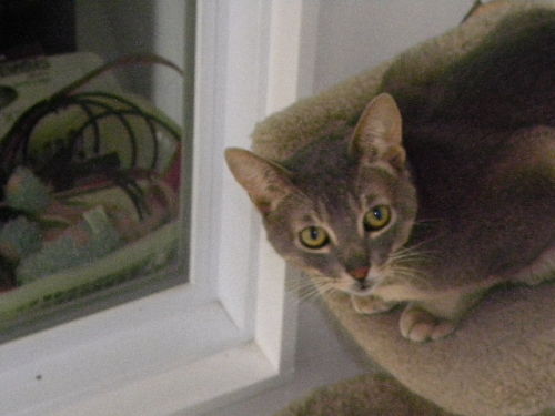 Hugs, an adopted Abyssinian Mix in Briarcliff Manor, NY_image-1