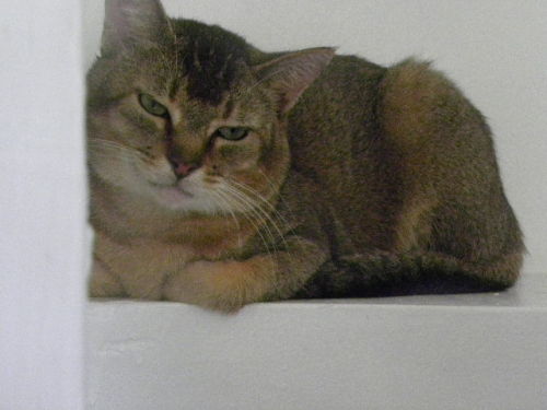 Tilt, an adopted Abyssinian Mix in Briarcliff Manor, NY_image-1