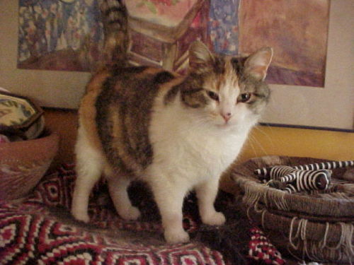 Caledonia, an adopted Calico & British Shorthair Mix in Fayetteville, AR_image-2