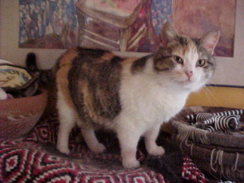 Caledonia, an adopted Calico & British Shorthair Mix in Fayetteville, AR_image-3