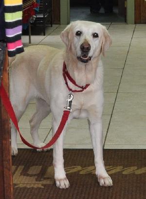 Maris/Clare, an adoptable Yellow Labrador Retriever in Austin, TX, 78708 | Photo Image 1