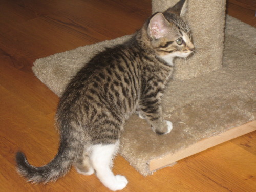 Zoe, an adopted Domestic Short Hair & Tabby Mix in Minneapolis, MN_image-2