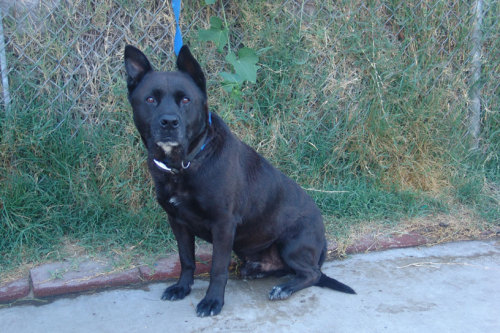 Black akita shepherd sales mix