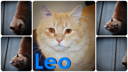 Leo 1