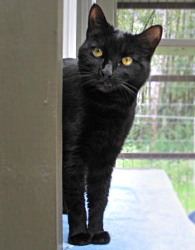 Twilight - VIDEOS, an adopted Domestic Short Hair Mix in Maple Ridge, BC_image-1