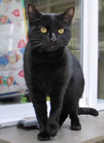 Twilight - VIDEOS, an adopted Domestic Short Hair Mix in Maple Ridge, BC_image-2