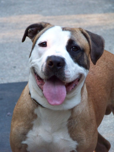 SPARKY, an adopted American Bulldog & Pit Bull Terrier Mix in East Derry, NH_image-1