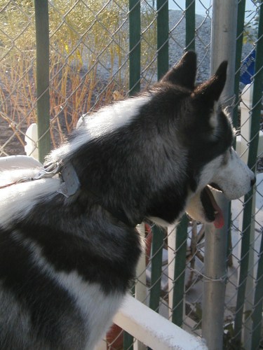 BLAZE-Adopted, an adopted Siberian Husky Mix in Valencia, CA_image-3
