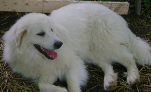 Cory- pending, an adopted Great Pyrenees & Border Collie Mix in Indianapolis, IN_image-3