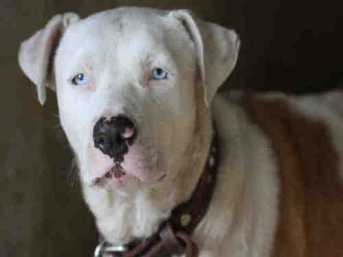 Robbie, an adoptable American Staffordshire Terrier, Australian Cattle Dog / Blue Heeler in Austin, TX, 78734 | Photo Image 1