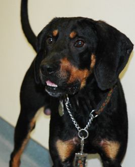 Lucas, an adopted Black and Tan Coonhound Mix in Fairfax Station, VA_image-1