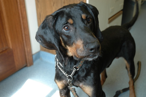 Lucas, an adopted Black and Tan Coonhound Mix in Fairfax Station, VA_image-2