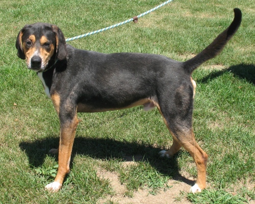 Lucky, an adopted Black and Tan Coonhound Mix in Shippensburg, PA_image-1