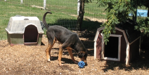 Lucky, an adopted Black and Tan Coonhound Mix in Shippensburg, PA_image-2