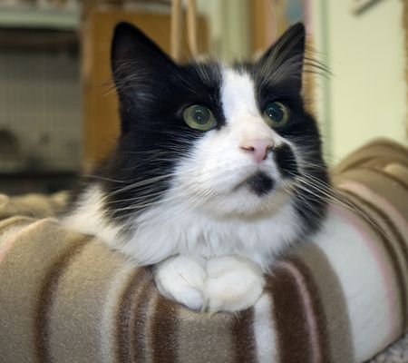 Marshmellow, an adopted Domestic Medium Hair Mix in Wilton, CT_image-1