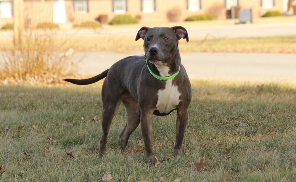 Mandy, an adoptable Pit Bull Terrier in Findlay, OH, 45840 | Photo Image 1