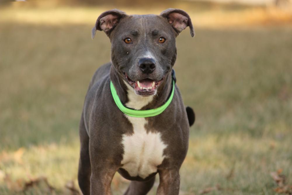 Mandy, an adoptable Pit Bull Terrier in Findlay, OH, 45840 | Photo Image 2