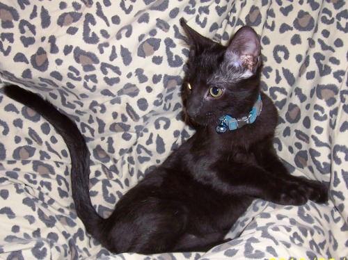 onyx, an adoptable Domestic Short Hair in Spring, TX, 77386 | Photo Image 1