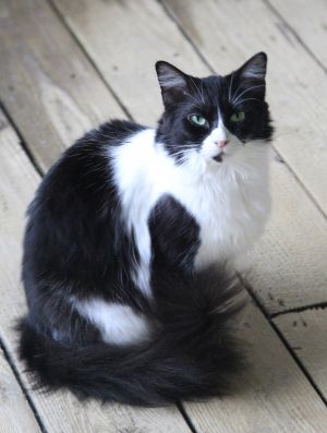 Layla Domestic Long Hair Cat